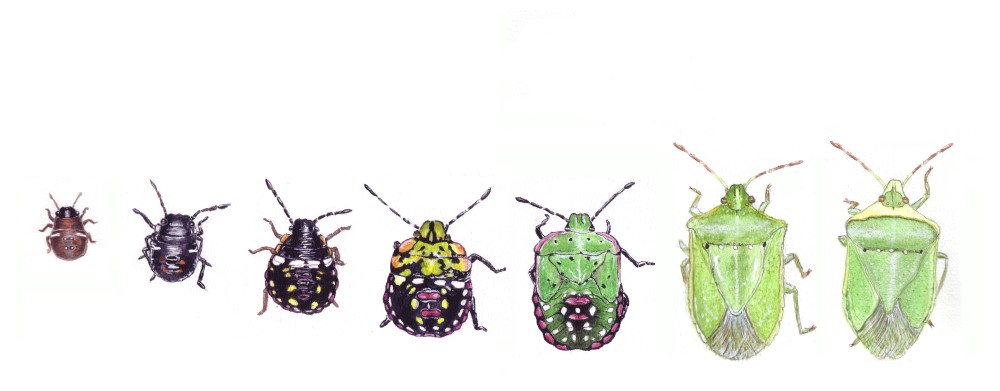 Southern green shieldbug life cycle stages. Image © Ashley Wood.